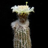Espostoa superba P1140087.jpg